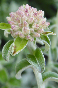 Thyme-leaved Cobwebbush