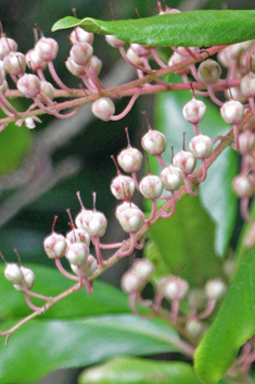Lily-of-the-valley-tree