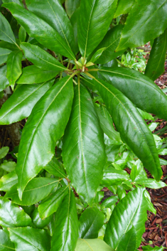 Lily-of-the-valley-tree