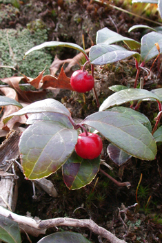 Checkerberry