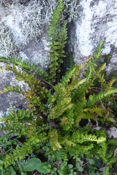 Sea Spleenwort