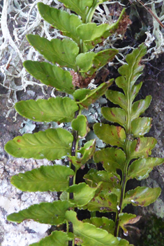 Sea Spleenwort