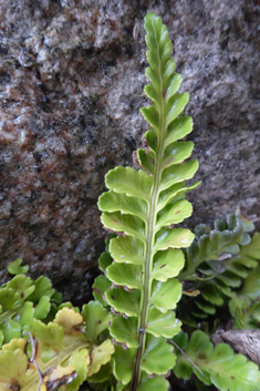 Sea Spleenwort