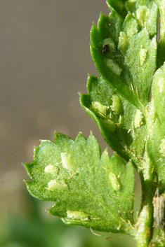Lanceolate Spleenwort