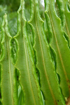 Greater Hard Fern