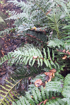 Greater Hard Fern