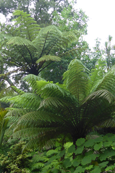 Australian Tree-fern