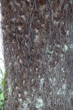 Australian Tree-fern