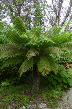 Australian Tree-fern