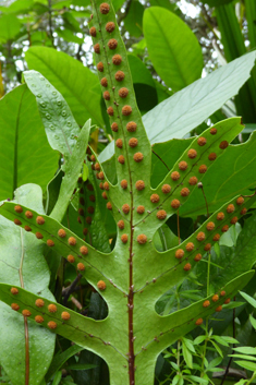 Kangaroo Fern