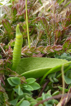 Small Adder's-tongue