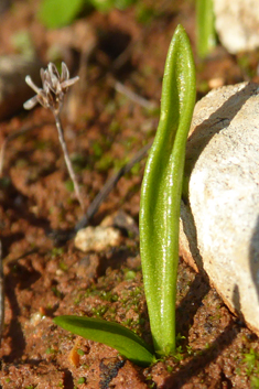 Least Adder's-tongue