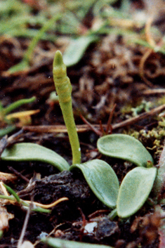 Least Adder's-tongue
