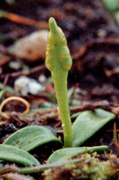 Least Adder's-tongue