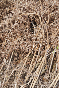 Common Bracken