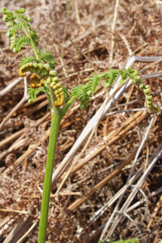 Common Bracken