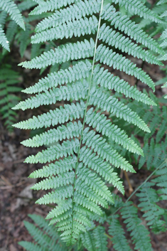 Common Bracken