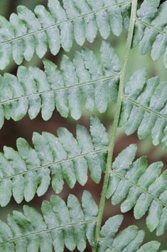 Common Bracken