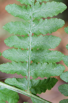 Common Bracken