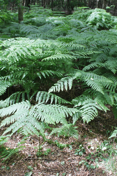 Common Bracken