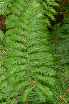 European Chain Fern
