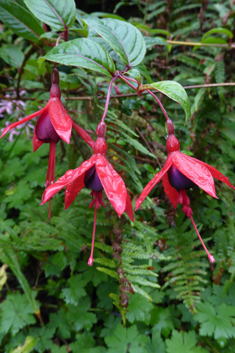 Large-flowered Fuchsia