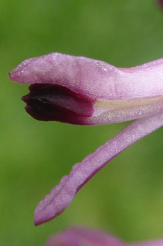 Tall Ramping Fumitory