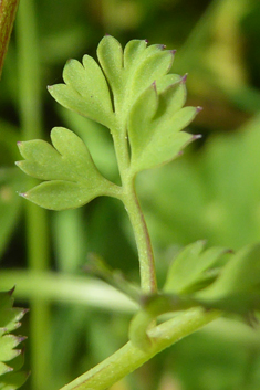 Western Ramping Fumitory