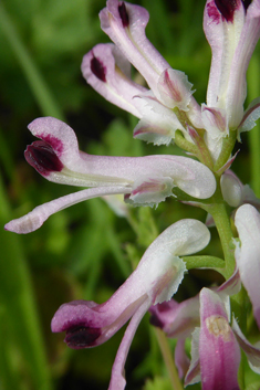 Western Ramping Fumitory