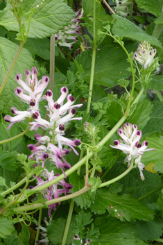 Western Ramping Fumitory