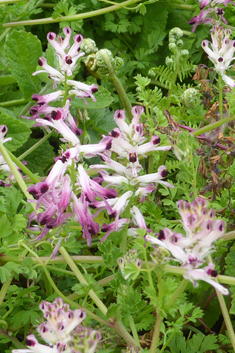 Western Ramping Fumitory