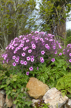 Giant Herb-Robert