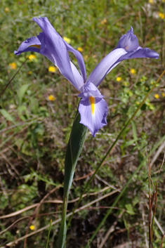 Spanish Iris