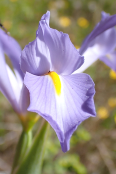 Spanish Iris