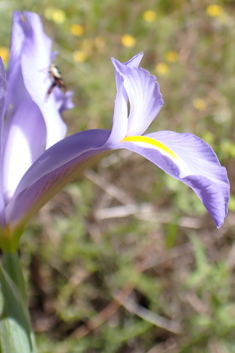 Spanish Iris