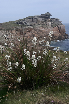 Greater Chilean-iris