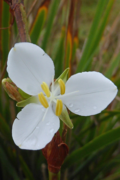 Greater Chilean-iris