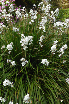 Greater Chilean-iris