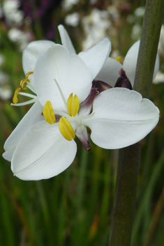 Greater Chilean-iris