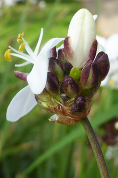 Greater Chilean-iris