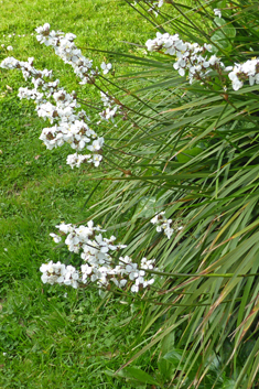 Greater Chilean-iris