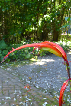 Bicoloured Cobra-lily