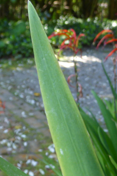 Bicoloured Cobra-lily