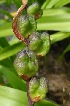 Bicoloured Cobra-lily