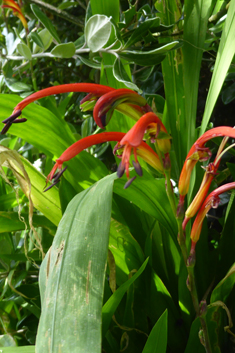 Bicoloured Cobra-lily