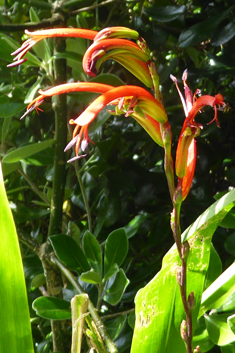 Bicoloured Cobra-lily
