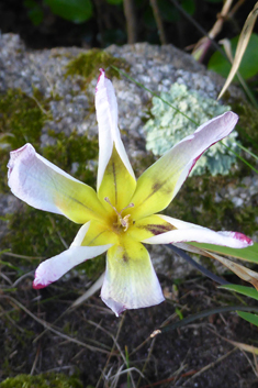 Plain Harlequinflower