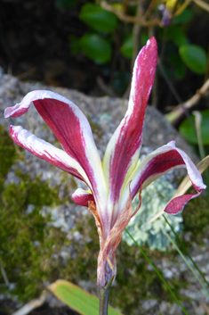 Plain Harlequinflower