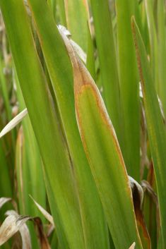 Plain Harlequinflower
