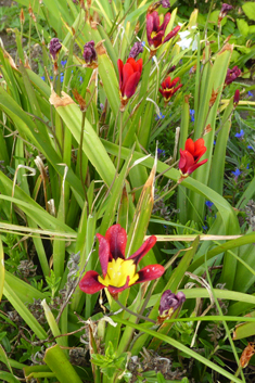 Tricolor Harlequinflower